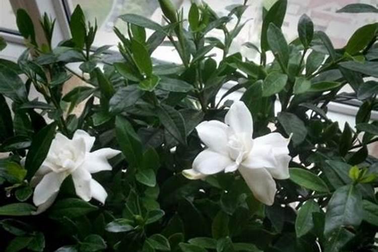 栀子花为什么只长叶子不开花