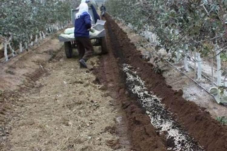 香瓜夏天如何浇水 香瓜夏天怎么浇水