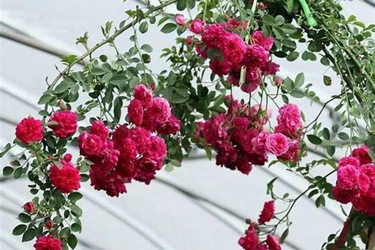 木香花怎么施肥,幼期追施基肥促进根系生长