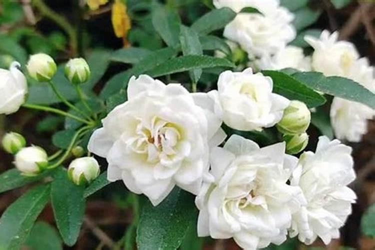 木香花怎么施肥,幼期追施基肥促进根系生长