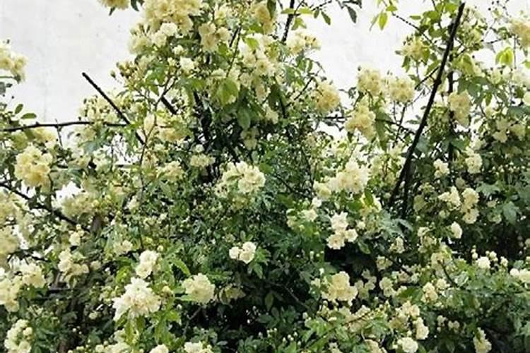 木香花怎么施肥