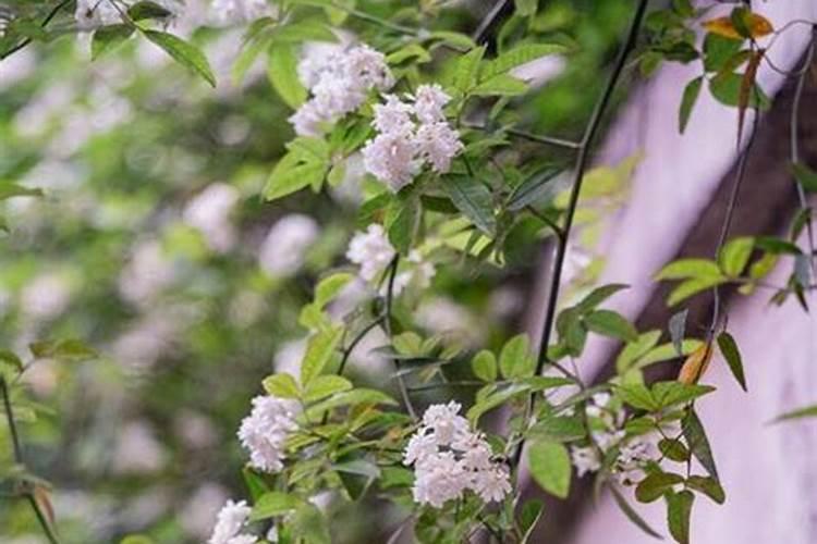 木香花应该怎么养？