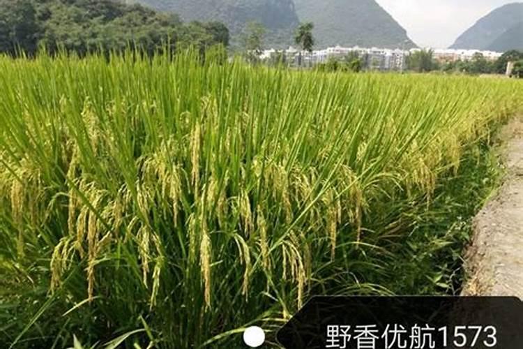 种植高产油桃的施肥技术 油桃应该怎么施肥