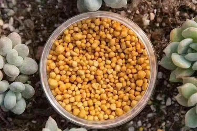 氮肥能直接放花盆施肥吗