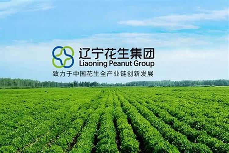 花生叶i面肥小胖墩