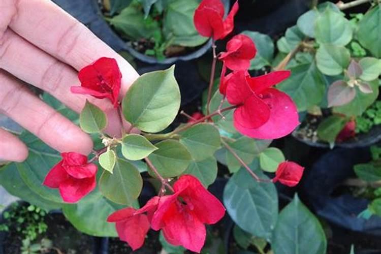 三角梅花期如何浇水施肥