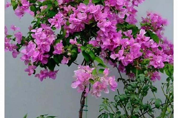 三角梅开花时能施肥吗 三角梅开花上什么肥