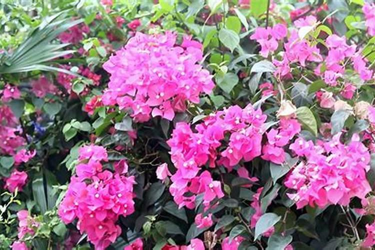 三角梅开花的时候可以浇水吗？