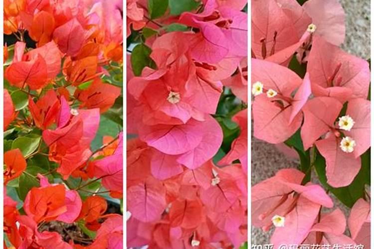 三角梅开花要不要施肥花期怎么养？