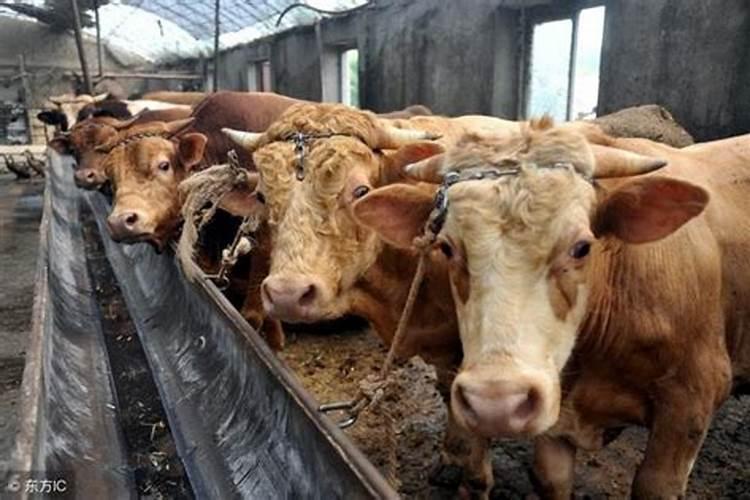 动物油如何作为肥料