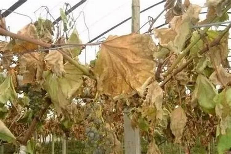 施肥过多为什么会造成土地板结？我想知道其中的原理。