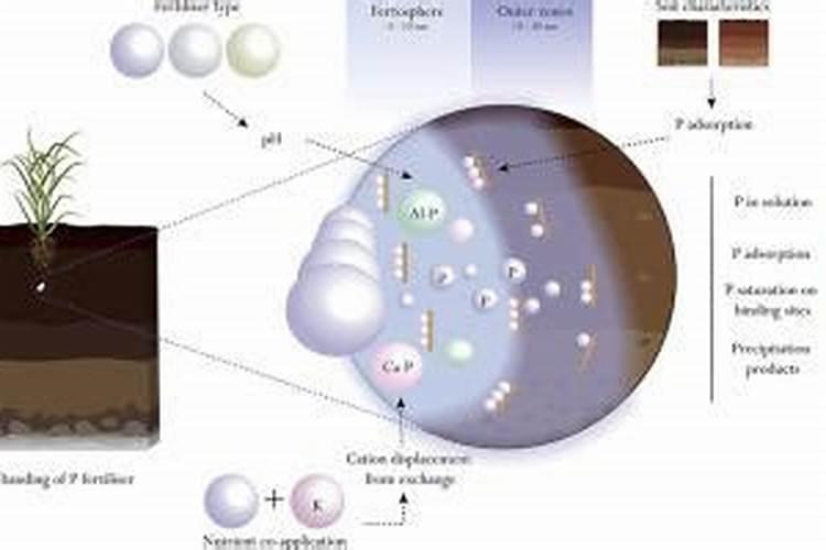肥料为什么以K2O和P2O5含量为测定标准？