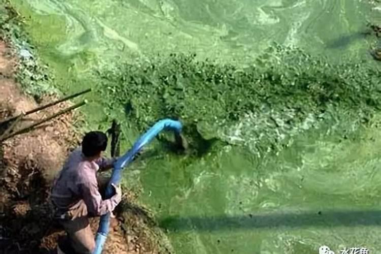 消灭蓝藻的最佳方法