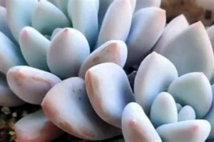 磷肥适合浇什么花