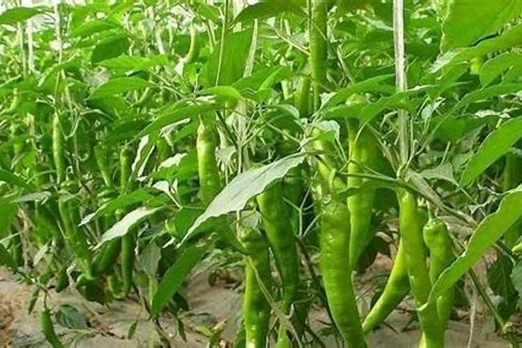 磷肥为什么不易被吸收