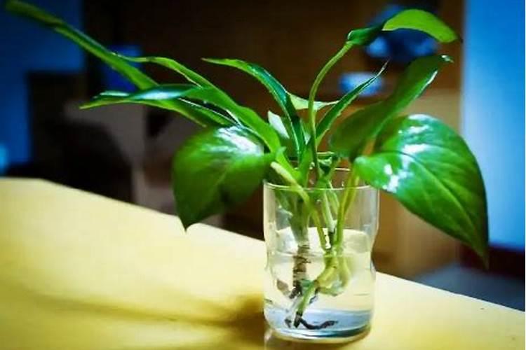 绿萝里面放酱油可以吗为什么