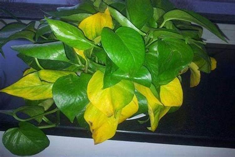 绿萝喷叶面肥好吗