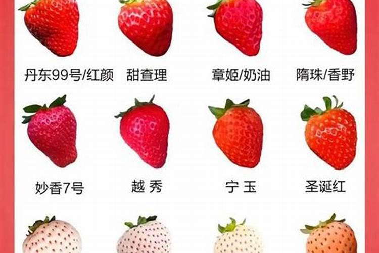 草莓什么时候冲高钾肥？草莓用什么水溶肥？