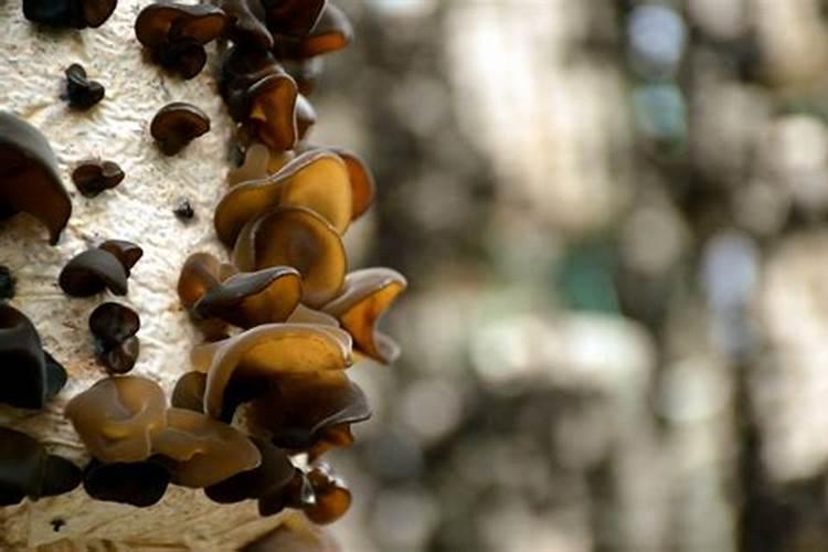 如何种植地木耳