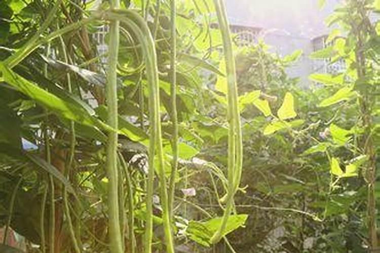 秋季长豆角刚开始摘浇水用什么肥好