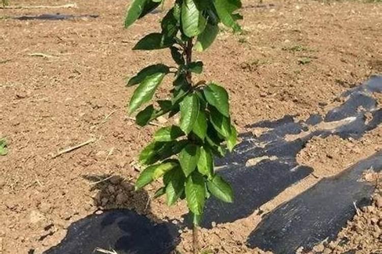 樱桃树专用授粉药有哪些？