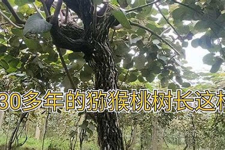 哪种叶面肥能让叶子又肥又大