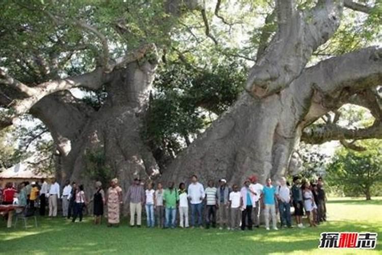 叶面肥能晚上喷吗