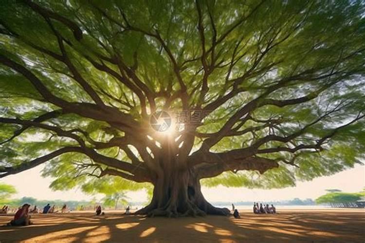 桂花树枝叶少用什么叶面肥能让枝叶茂盛