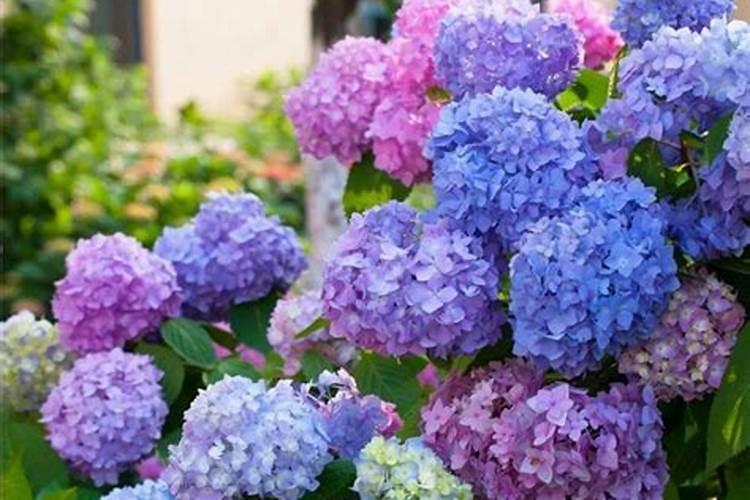 绣球无尽夏养护方法,教你几招轻松爆盆!