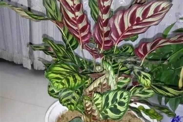 孔雀竹芋什么季节施肥最好 施肥多少合适