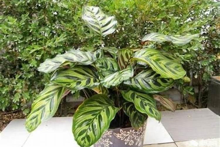 孔雀竹芋的养殖方法有什么要注意的