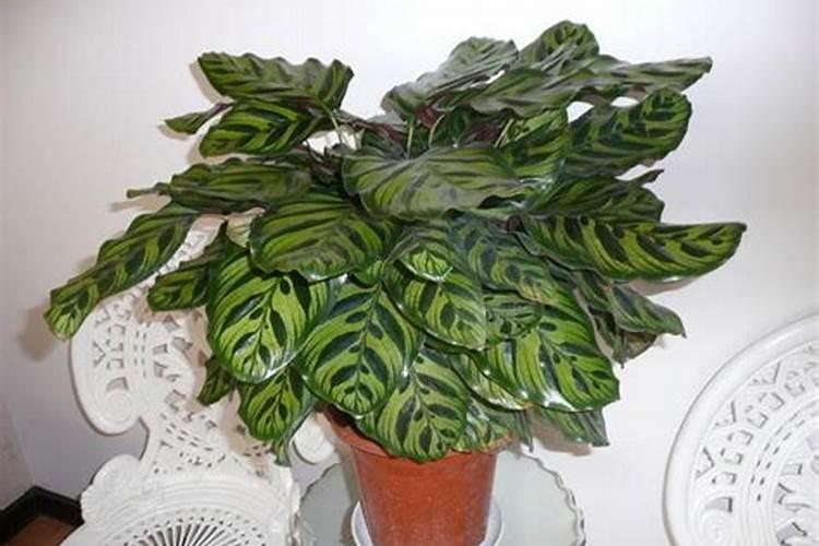 孔雀竹芋买哪些肥料