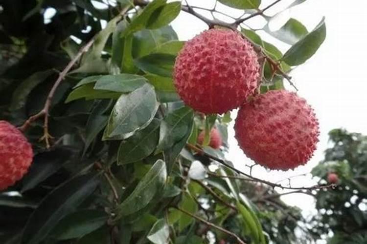 请问一下荔枝专用叶面肥什么好