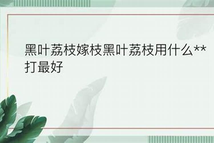 荔枝专用叶面肥什么好？