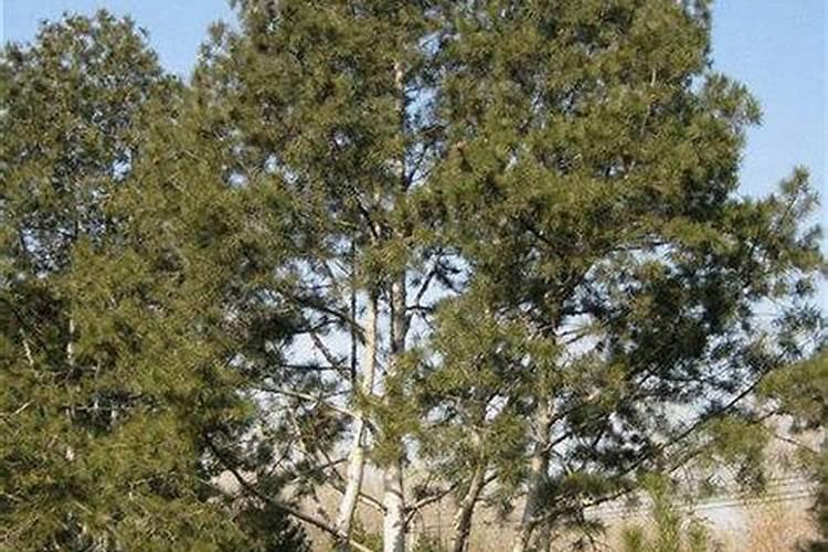 白皮松秋季施什么肥