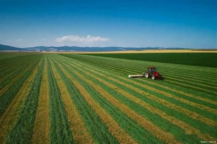 种植牧草需要什么肥料