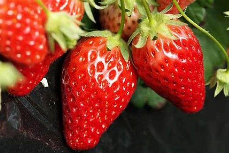 阿维菌素加芸苔素加磷酸二氢钾能一起喷施玉米吗？