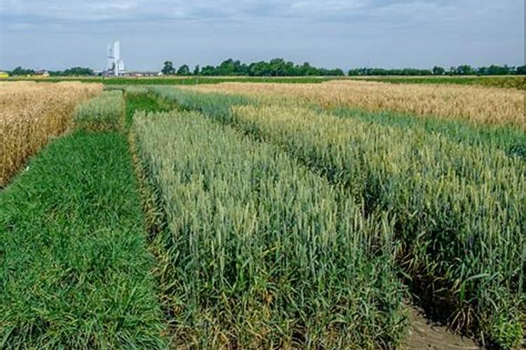 中量元素有什么作用