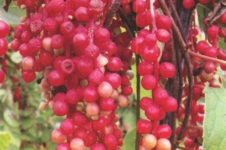 北五味子花期施肥管理方法