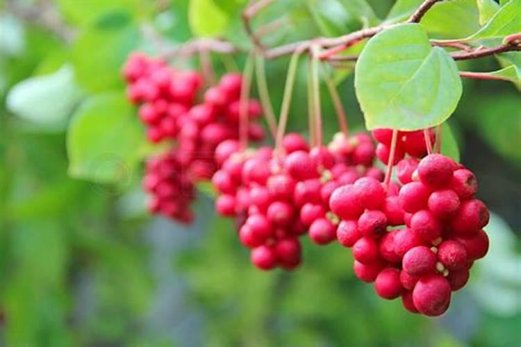 北五味子花期施肥管理方法