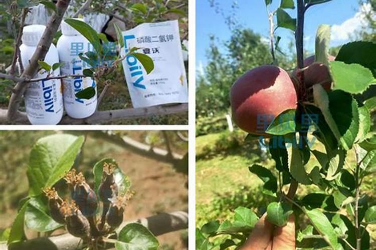 苹果二次膨大期如何施水溶肥 苹果二次膨大期施苹果水溶肥的方法