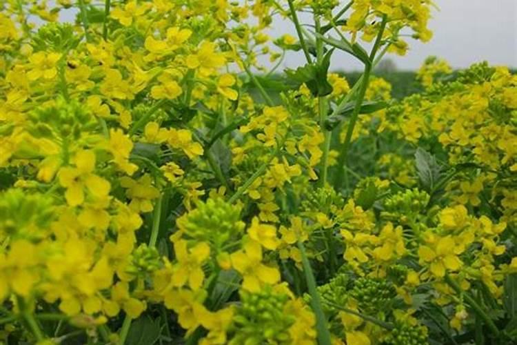 油菜施用磷肥有哪些方法？