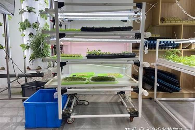 夏季草莓育苗地浇水施肥需要注意什么？