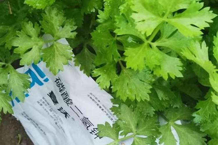 芹菜怎么施肥？增产叶面肥有哪些？用昆仑风营养套餐