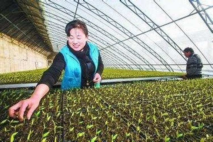 育苗时可以放复合肥吗