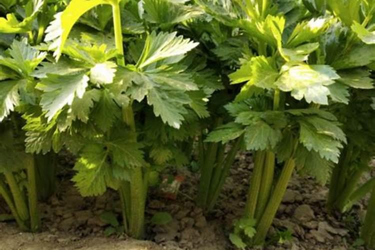 芹菜后期冲什么肥料好