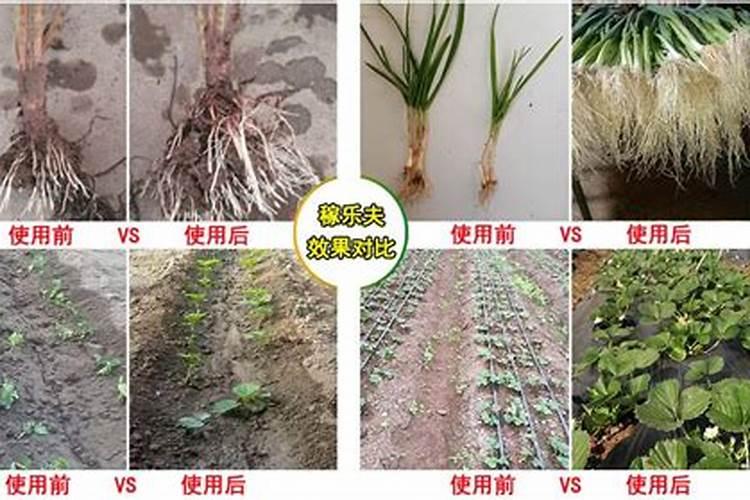 兰花怎么养护出粗壮的新芽