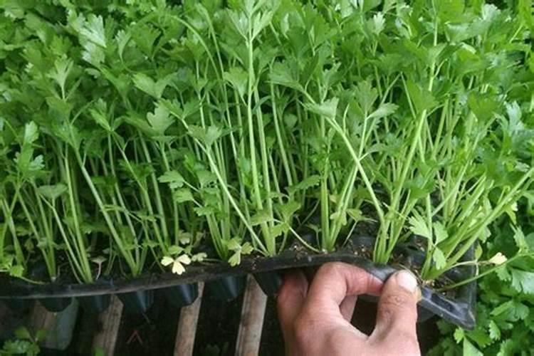 芹菜用什么肥料长的快