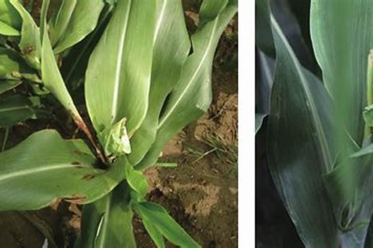 玉米顶腐病打什么药治疗好