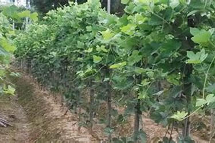 粉葛怎样种植才长得大条